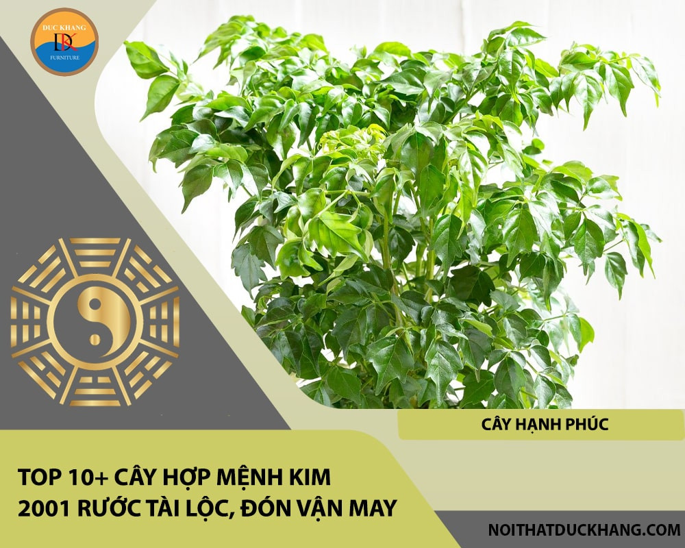 Cây Hạnh Phúc với tán lá xanh tươi, mang đến không khí ấm cúng cho gia đình