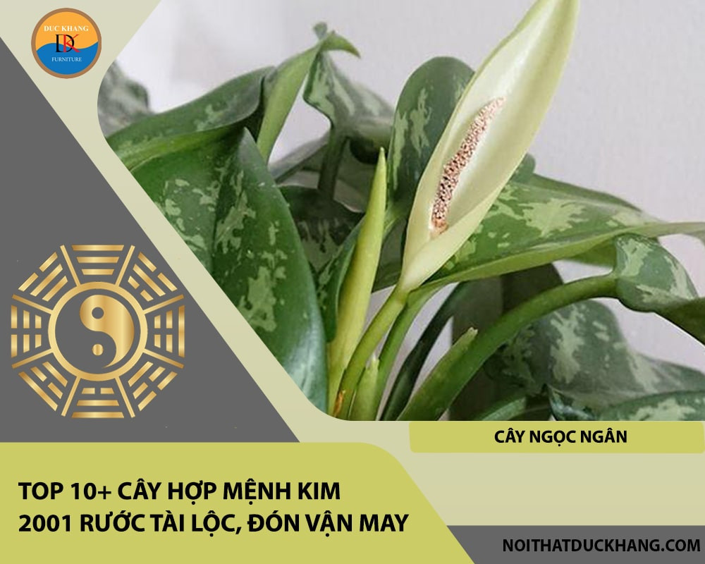 Cây Ngọc Ngân với lá xanh điểm sọc trắng, tượng trưng cho sự giàu sang