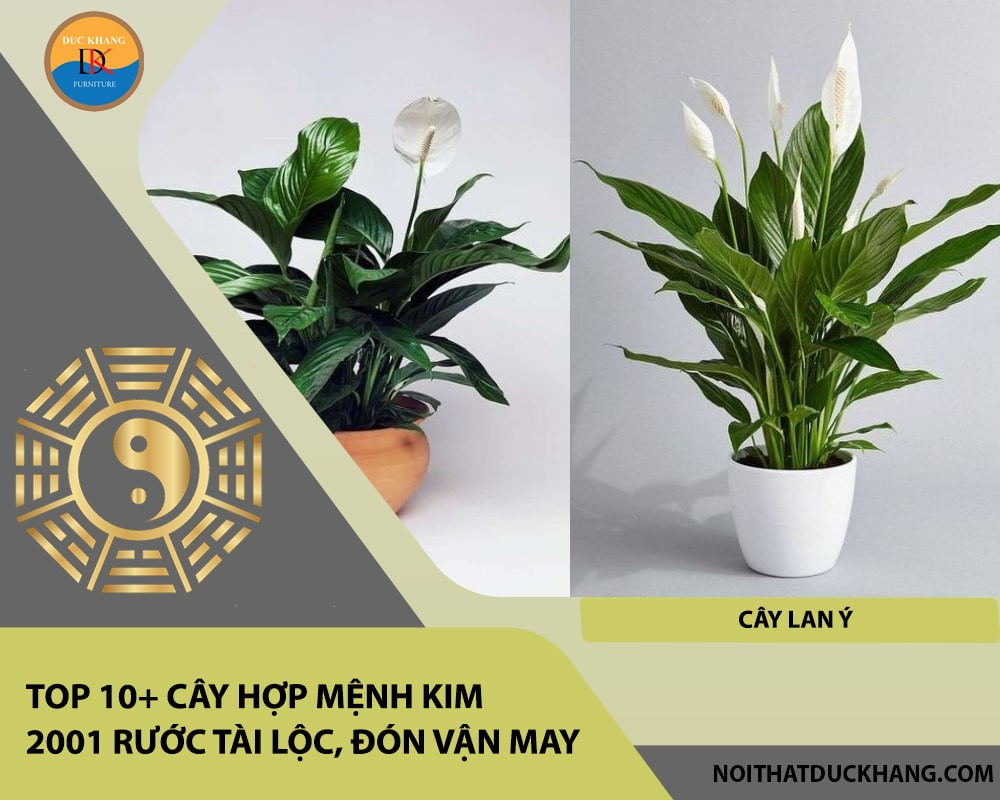 Cây Lan Ý với hoa trắng tinh khôi, mang đến sự bình an và thanh lọc
