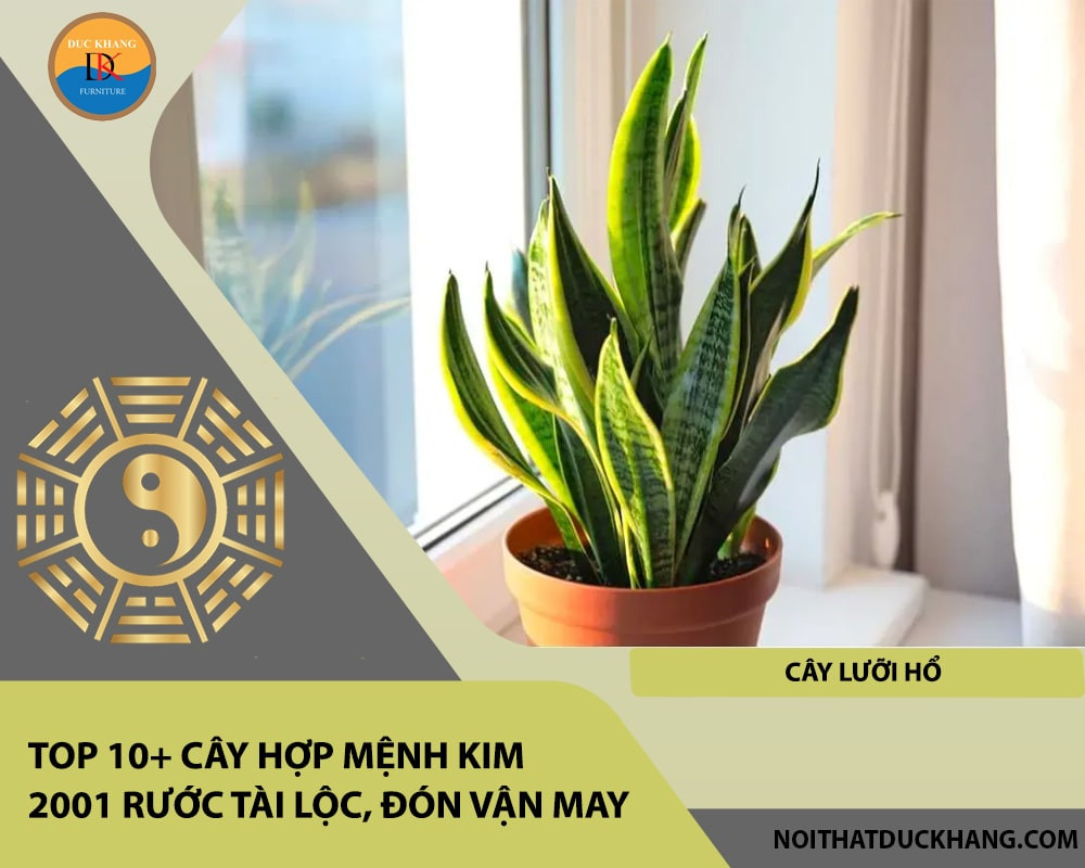 Cây Lưỡi Hổ với lá sắc nhọn, dáng vẻ uy nghi, tượng trưng cho sự bảo vệ