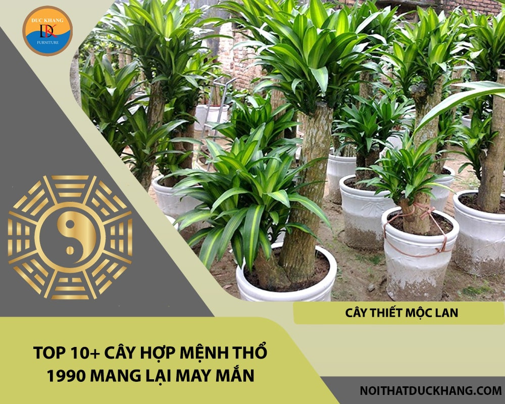 Cây Thiết Mộc Lan với lá sọc vàng tượng trưng cho tài lộc và may mắn
