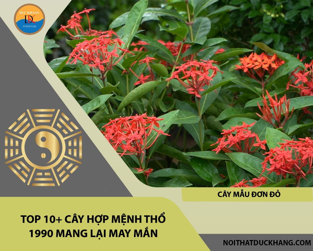 Cây Mẫu Đơn Đỏ với những bông hoa rực rỡ tượng trưng cho sự phú quý