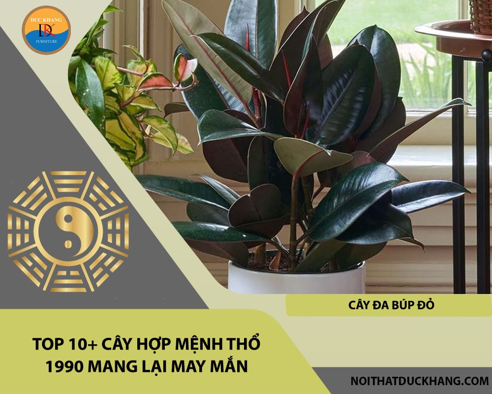 Cây Đa Búp Đỏ lá xanh đậm cứng cáp biểu tượng cho sự vững chãi và che chở