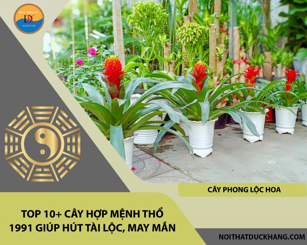 Cây phong lộc hoa với lá xanh và hoa đỏ rực rỡ, biểu tượng của may mắn