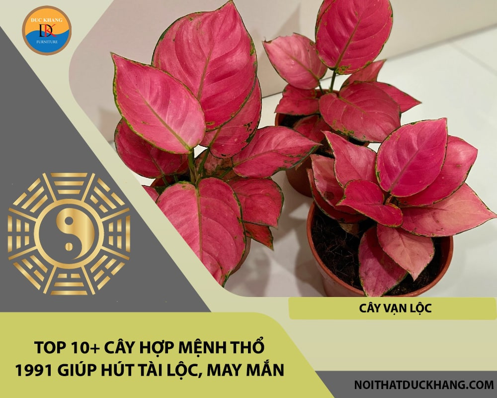 Cây vạn lộc với lá xanh viền hồng, tượng trưng cho tài lộc dồi dào