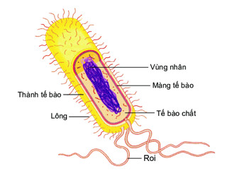 Tế bào vi khuẩn được gọi là nhân sơ vì không có màng nhân