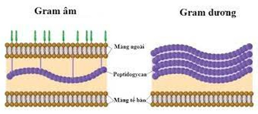Cách phân loại vi khuẩn Gram dương và Gram âm dựa vào cấu trúc thành tế bào