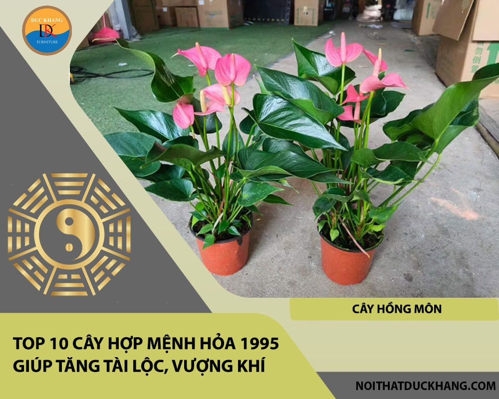 Cây Hồng Môn hợp mệnh Hỏa 1995 giúp tăng tài lộc, vượng khí
