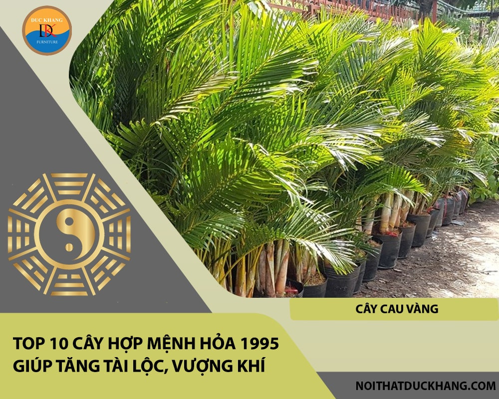 Cây Cau Vàng mang đến bình an và thăng tiến sự nghiệp cho mệnh Hỏa 1995