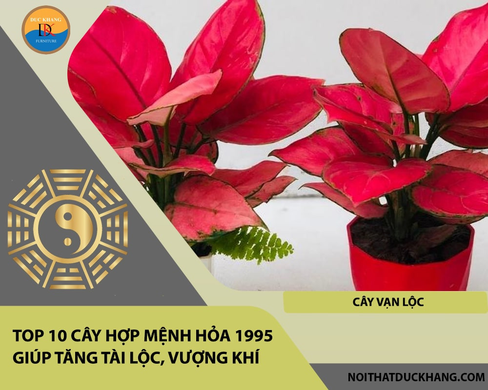 Cây Vạn Lộc hợp mệnh Hỏa 1995 mang lại thịnh vượng, tài lộc