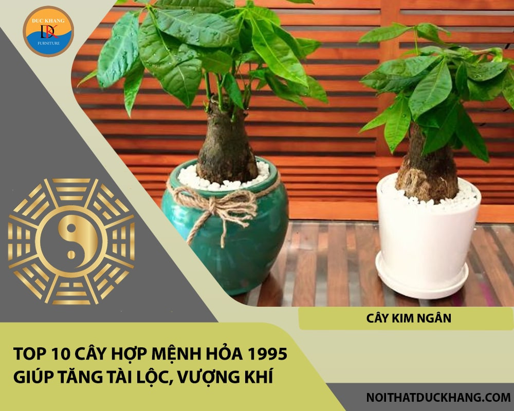 Cây Kim Ngân hợp mệnh Hỏa 1995 mang ý nghĩa tài lộc, may mắn