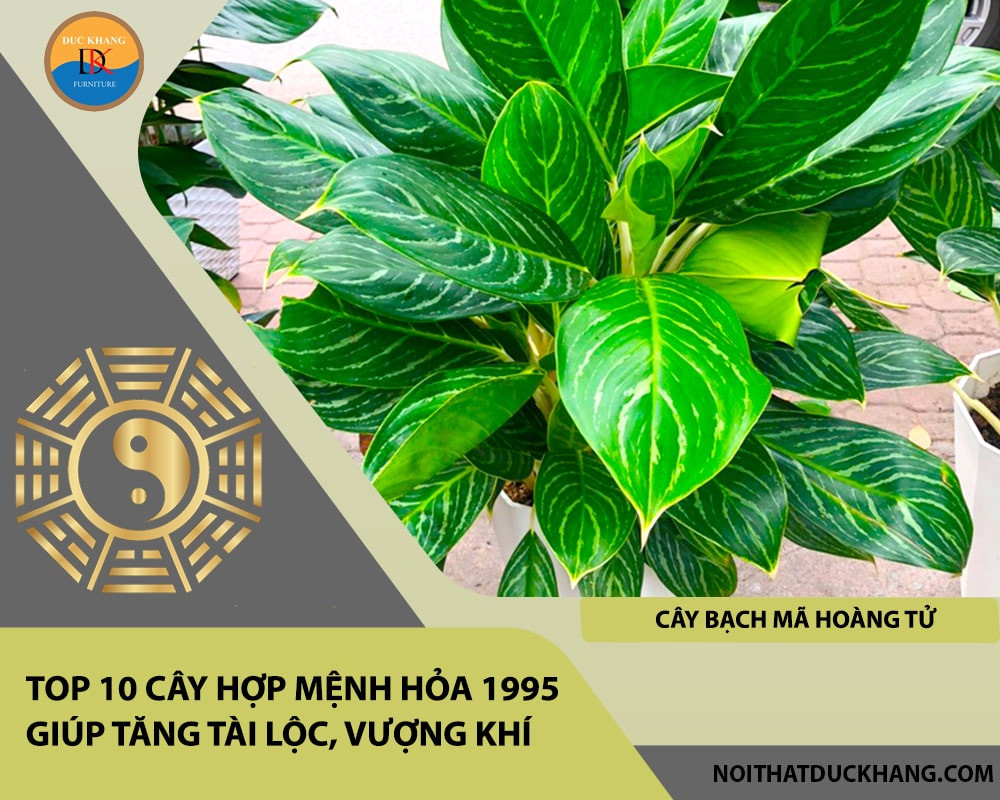 Cây Bạch Mã Hoàng Tử phù hợp mệnh Hỏa 1995, thể hiện sự thăng tiến