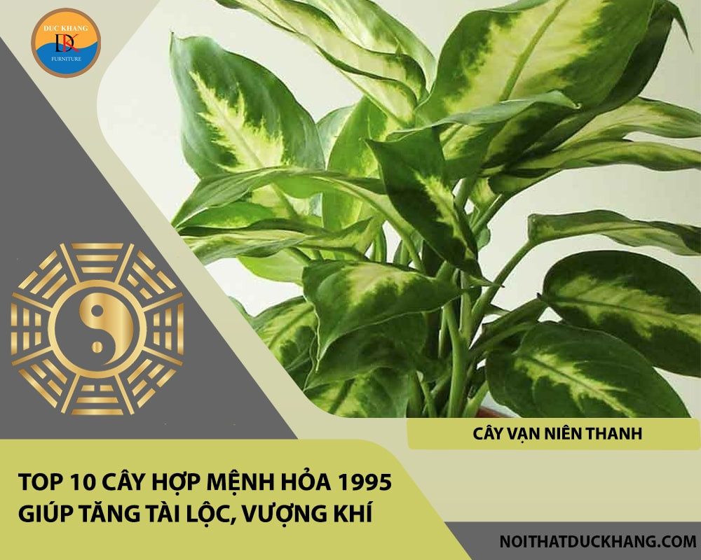 Cây Vạn Niên Thanh xanh tốt mang ý nghĩa trường thọ, bền vững cho mệnh Hỏa 1995
