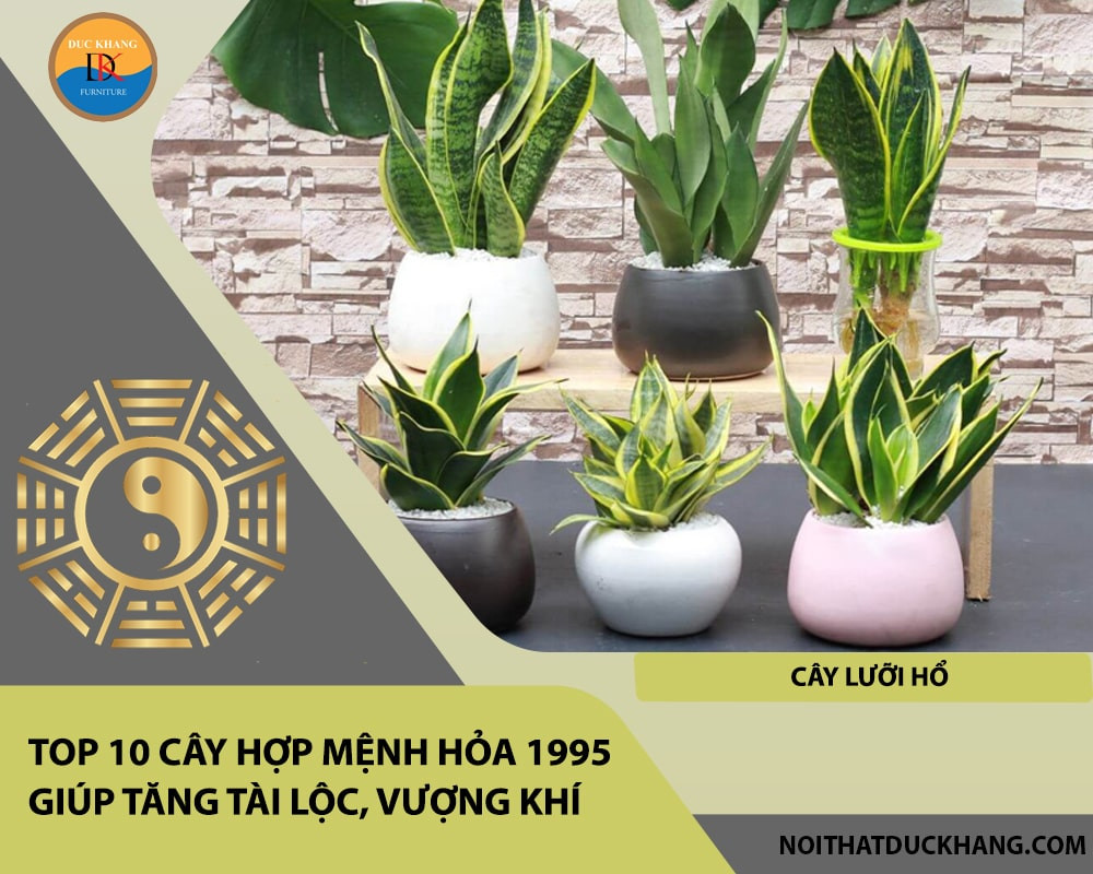 Cây Lưỡi Hổ giúp xua đuổi tà khí và mang lại may mắn cho mệnh Hỏa 1995