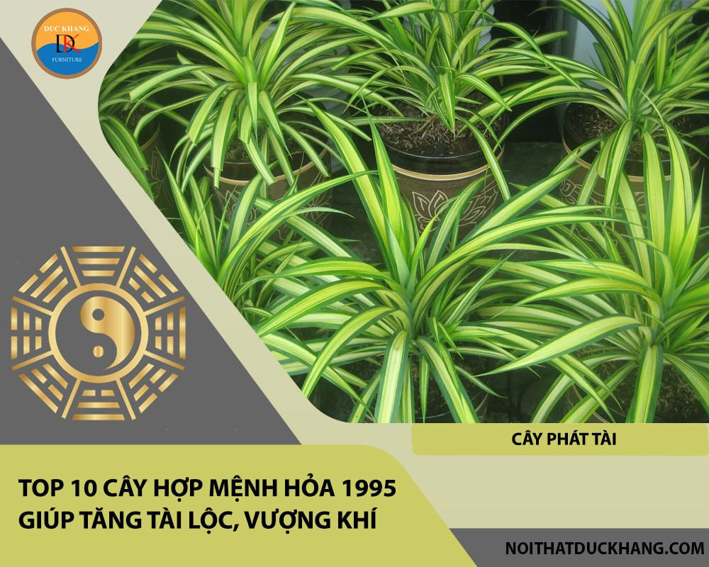 Cây Phát Tài mang lại sự giàu có, thịnh vượng cho mệnh Hỏa 1995