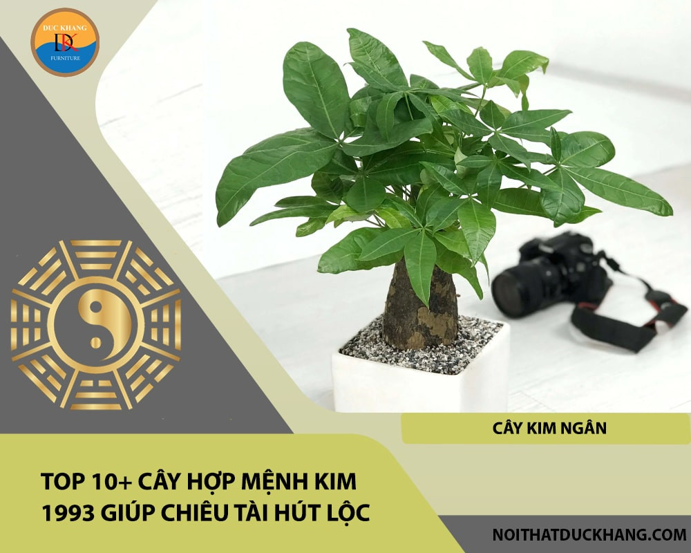 Cây Kim Ngân mang đến sự giàu có, thịnh vượng và tài lộc dồi dào
