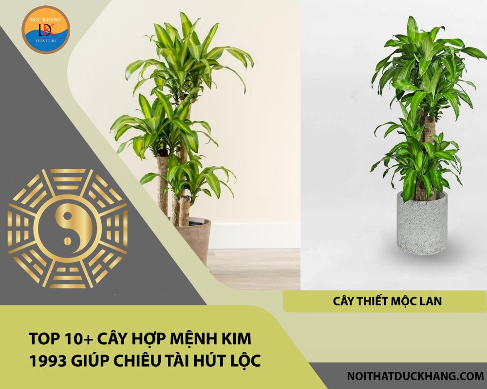 Cây Thiết Mộc Lan với thân nhiều đốt và chồi non mạnh mẽ, biểu tượng của sức sống và tài lộc