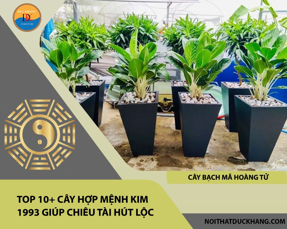 Cây Bạch Mã Hoàng Tử với thân trắng ngà và lá lớn xanh đậm, biểu tượng của sự thăng tiến