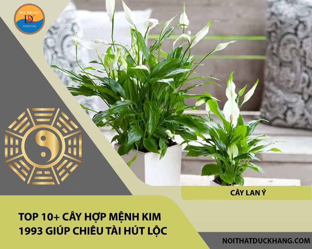 Cây Lan Ý với hoa trắng tinh khôi tượng trưng cho sự bình yên và tài lộc