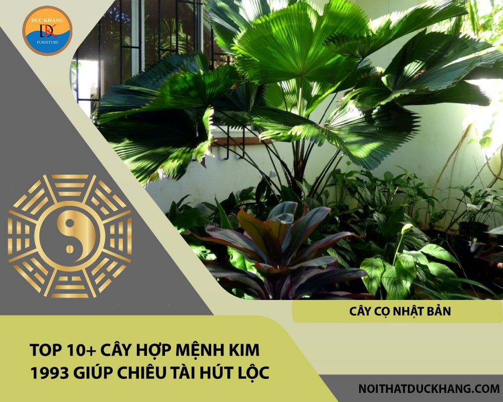 Cây Cọ Nhật Bản với lá xòe hình quạt mang ý nghĩa thu hút tài lộc và sự nghiệp vững chắc