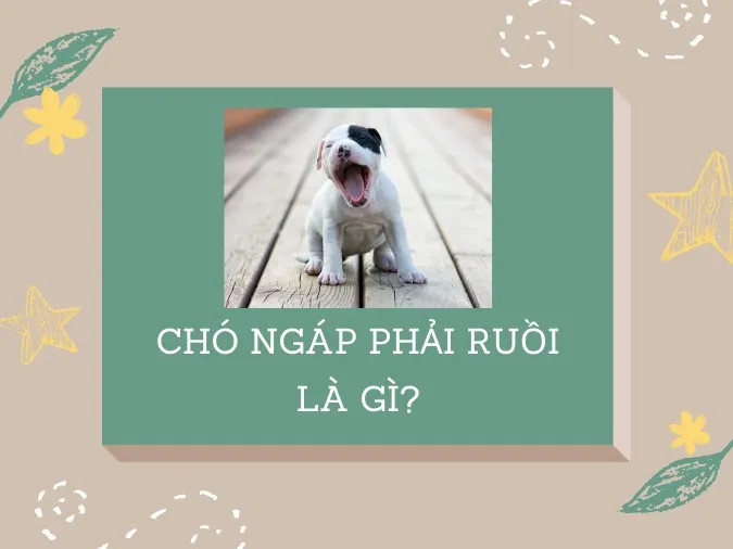 Một con chó đang ngáp với khung cảnh nông thôn Việt Nam