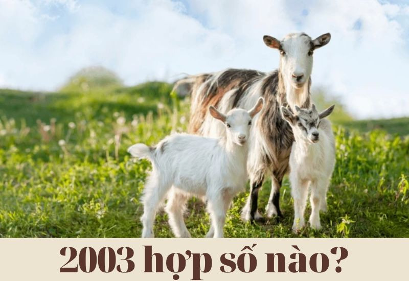 Quý Mùi 2003 hợp số mấy
