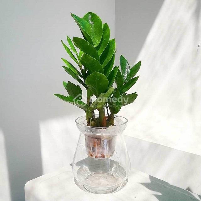Chậu cây Kim Tiền thủy sinh, loại cây nên tránh cho người mệnh Hỏa