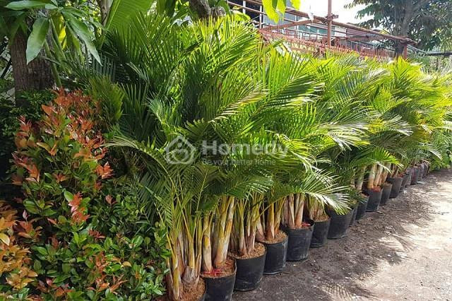 Cây Cau Nhật với thân thẳng và tán lá xanh tươi