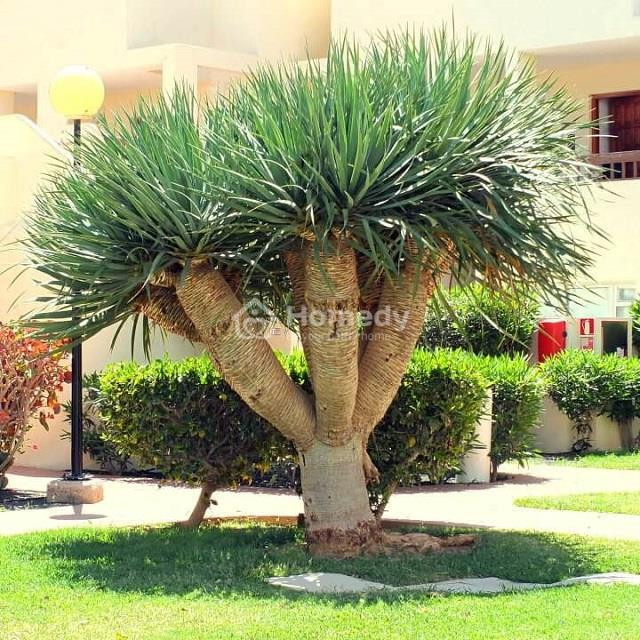 Cây Phát Tài Núi với thân gỗ chắc chắn và lá xanh đậm