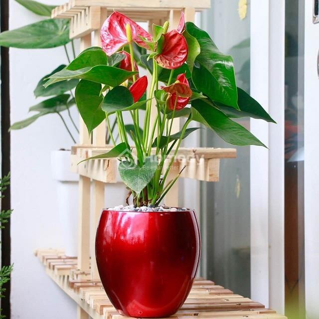 Cây Hồng Môn với hoa đỏ rực hình trái tim và lá xanh bóng