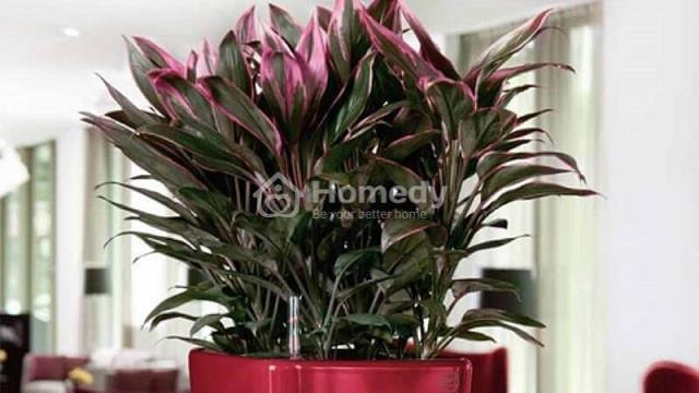Cây Huyết Dụ với lá xanh viền đỏ tươi tắn