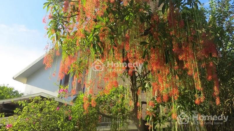 Cây Lộc Vừng với gốc lớn và tán lá xanh mướt
