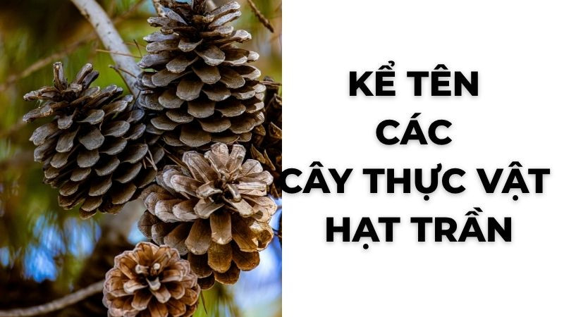 Cảnh rừng thông xanh mướt vào buổi sáng